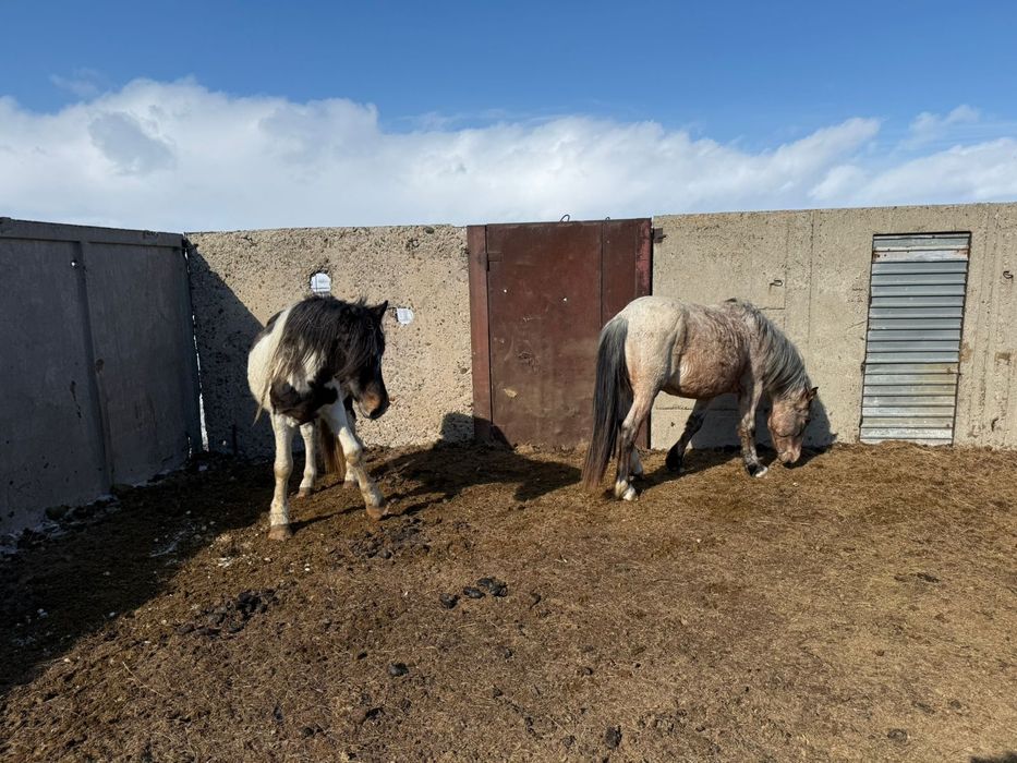 Айгыр ала . 5 лет .