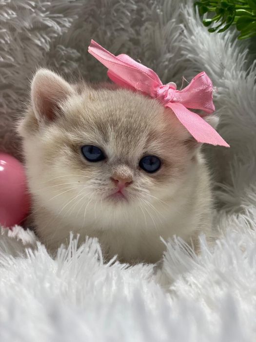 Котики кошечки британские