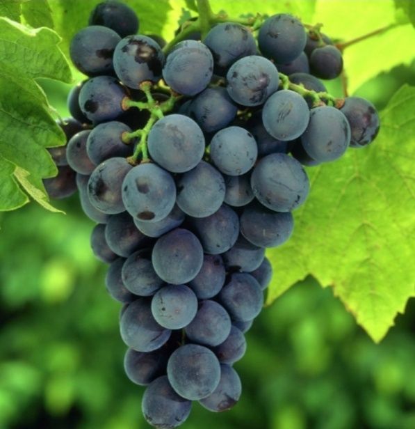 „Începând cu data de 05.09.2026 începem culesul și livrarea strugurilor de vin direct din viile noastre.”