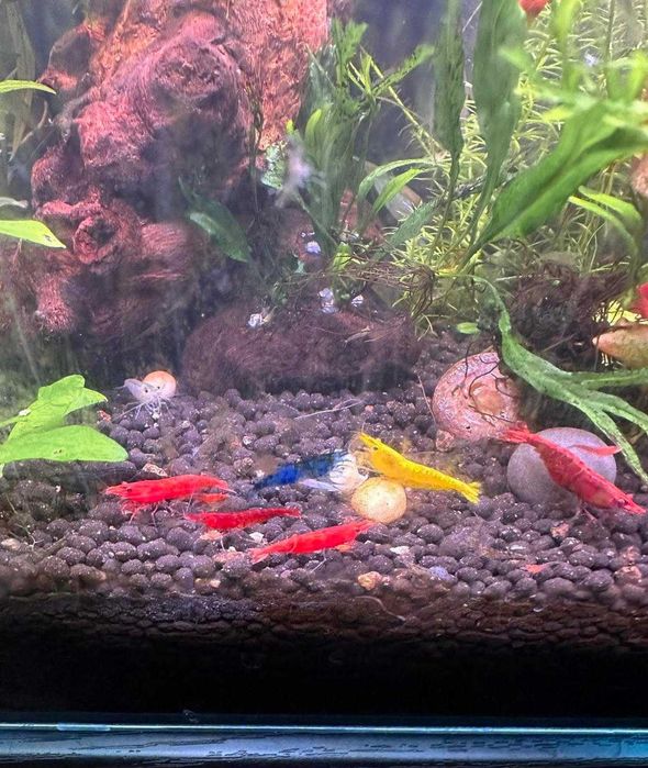 20 + 8 gratis Mix neocaridina creveti Blue Red Yellow Orange Sakura
