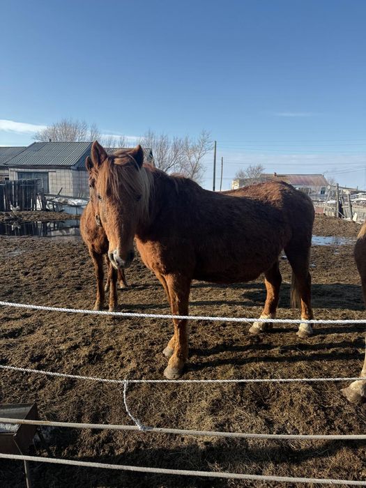 Продам лошадей.Откормленные.