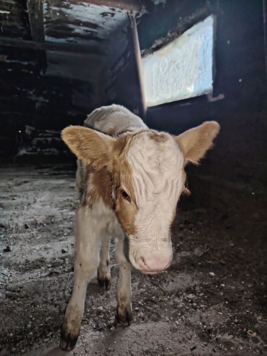 Продам  телёнка.