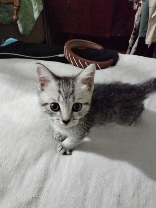 Скоттиш Страйт котенок