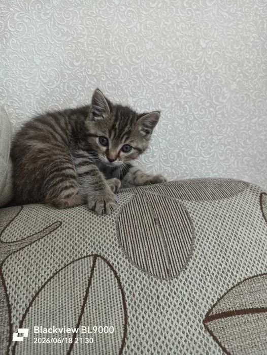 кошечка красивая  в добрые руки