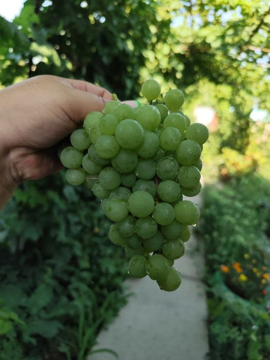 Продам  Дом Чолдала