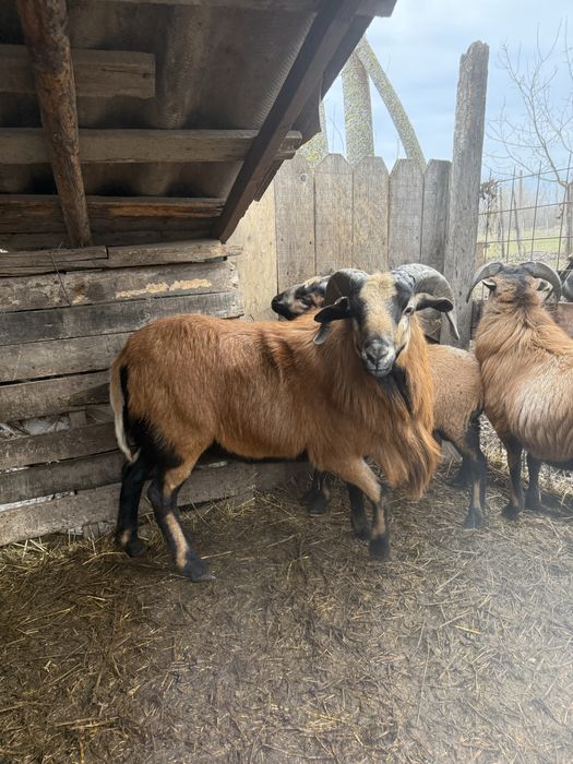 Vand berbec de camerun