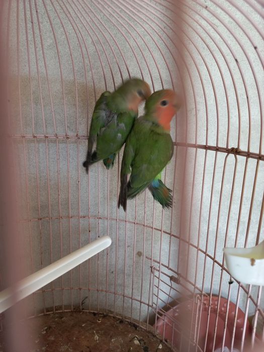 Продам попугаев зелёных