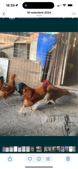 De vanzare new hamshire