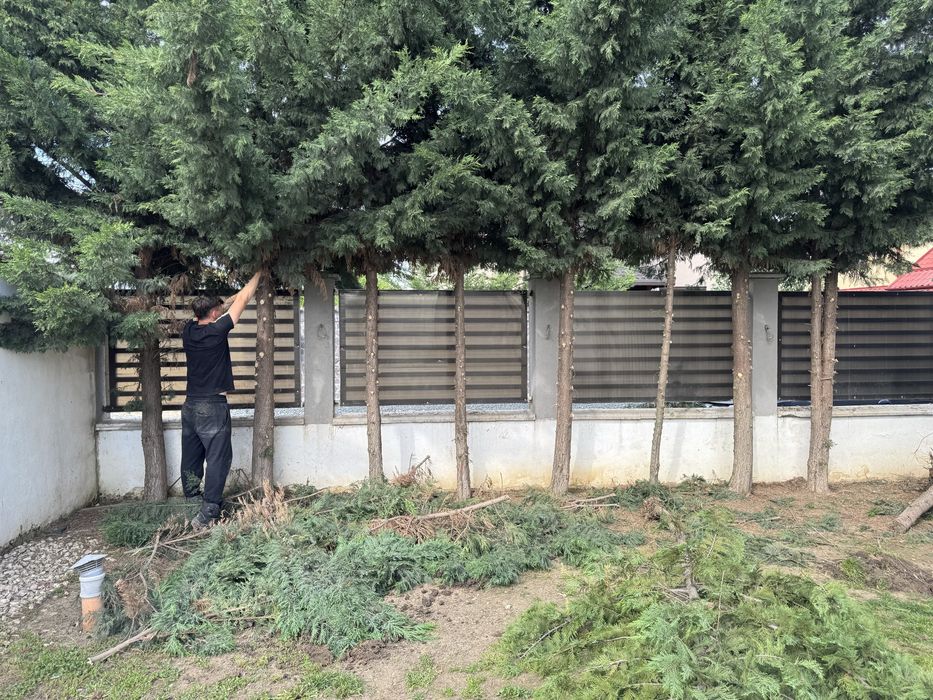 Gazon rulouri / sământă | Sisteme de irigații intretineri spatii verzi plante ornamentale