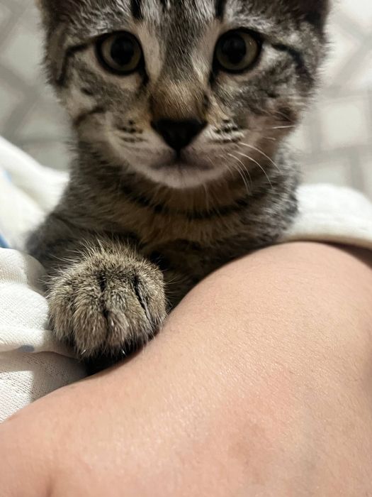 Отдам даром котенок девочка 3 месяца