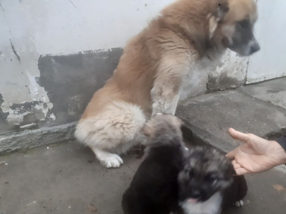 Продам щенки алабая