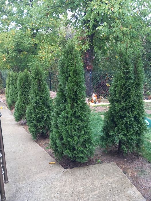 Туя смарагд  от 150 до 220см