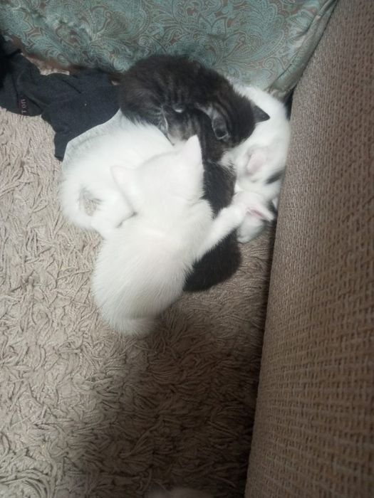 Отдам котят бесплатно