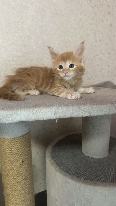 Мейн-Кун Продажа Питомник