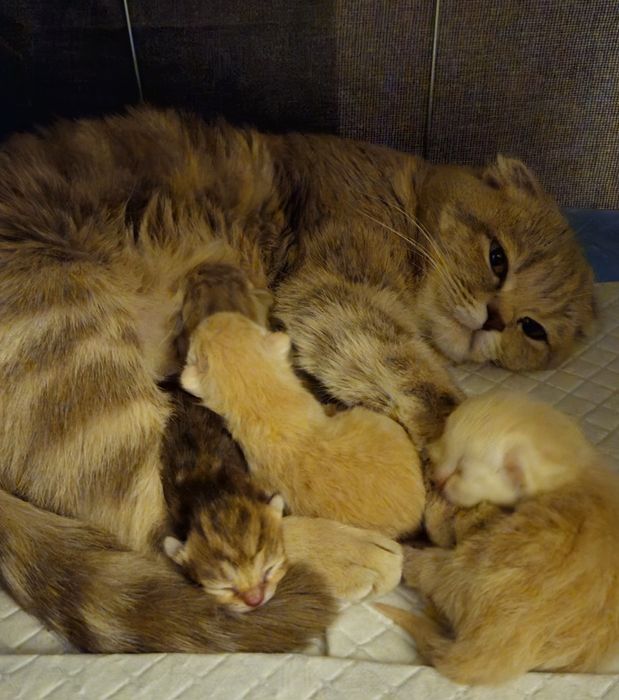 Котёнок Шотландский девочка