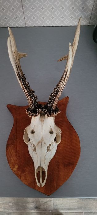 Trofeu Coarne Căprior