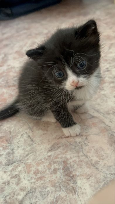 Отдам котят в добрые руки.