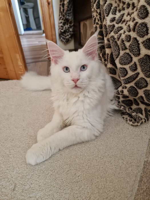 Котенца Мейн Куун