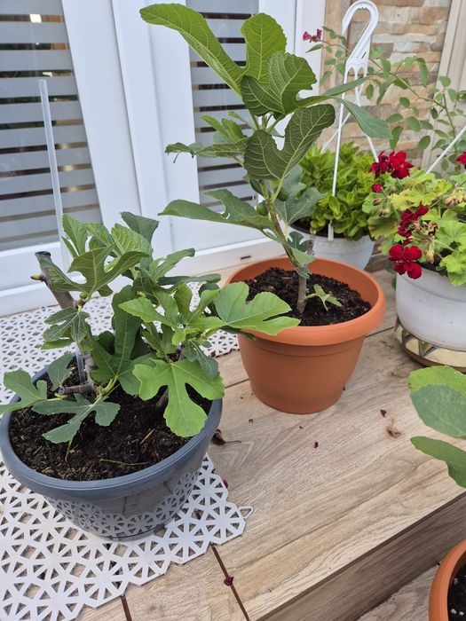 Puieti Smochini Svinita la ghiveci