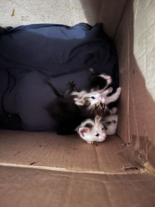 Котята бесплатно