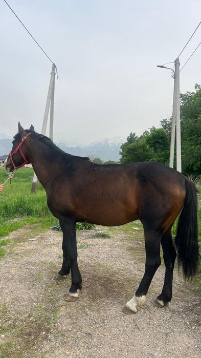 Айғыр сатамын көкпарға