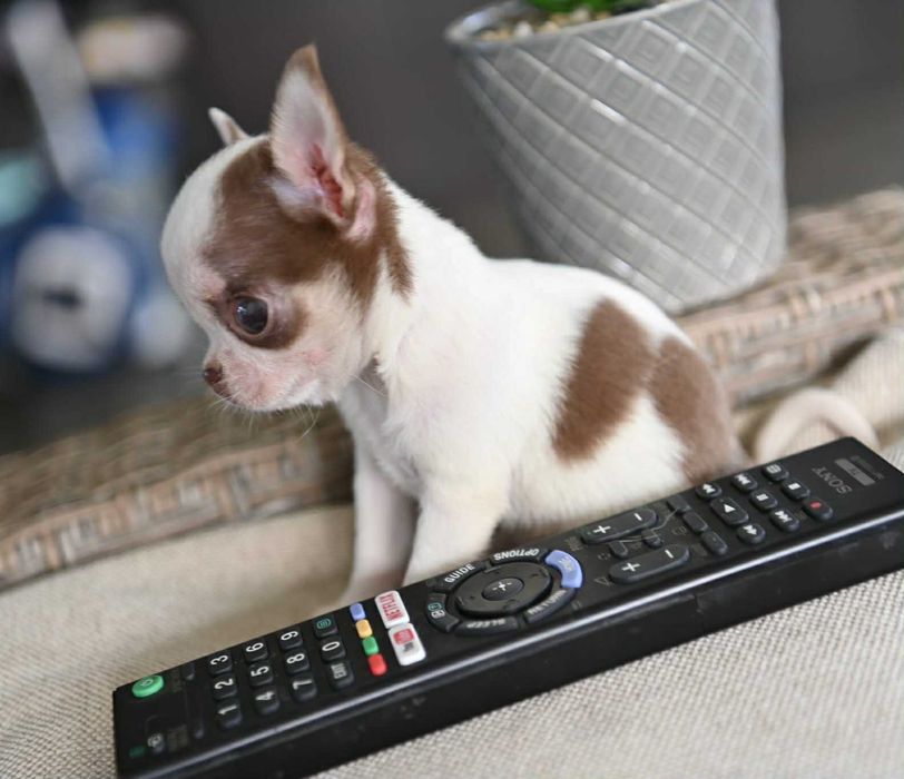 Мъжко миниатюрно чихуахуа бяло шоколадово