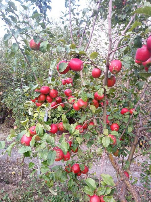 Распродажа Яблони Кандиль-китайка. Крупномеры яблонь Алматы.