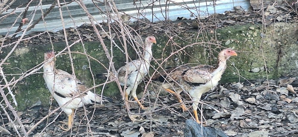 Дакан жужа товуклар