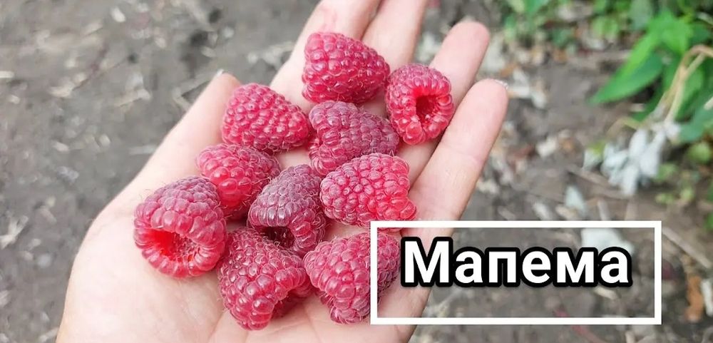 Продам саженцы малины ремонтантные сорта