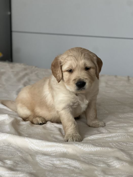 Кученца Голдън Ретривър