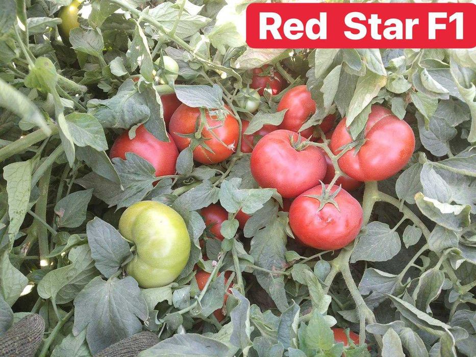 Pomidorlargacha bolgan ulkan dik