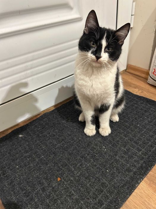 Сладко мъжко котенце търси дом Варна