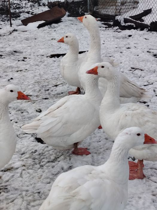 Vand gâște Românești