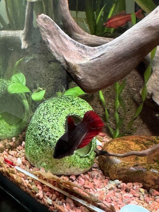 Акаариумная рыба