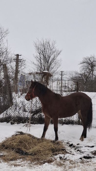 Vând mânza de 1 an și jumătate !!!