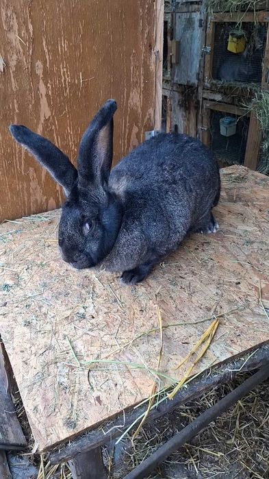 De vanzare femela urias gri fier