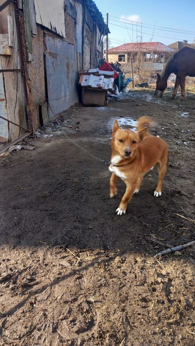Подарявам мъжко куче на 6 месеца