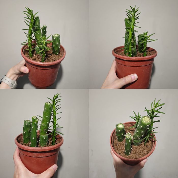 Сансеверия, кактус