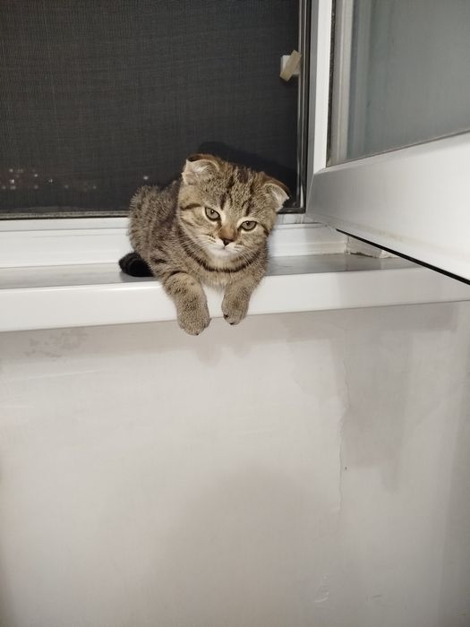Шотландская вислоухая девочка котёнок