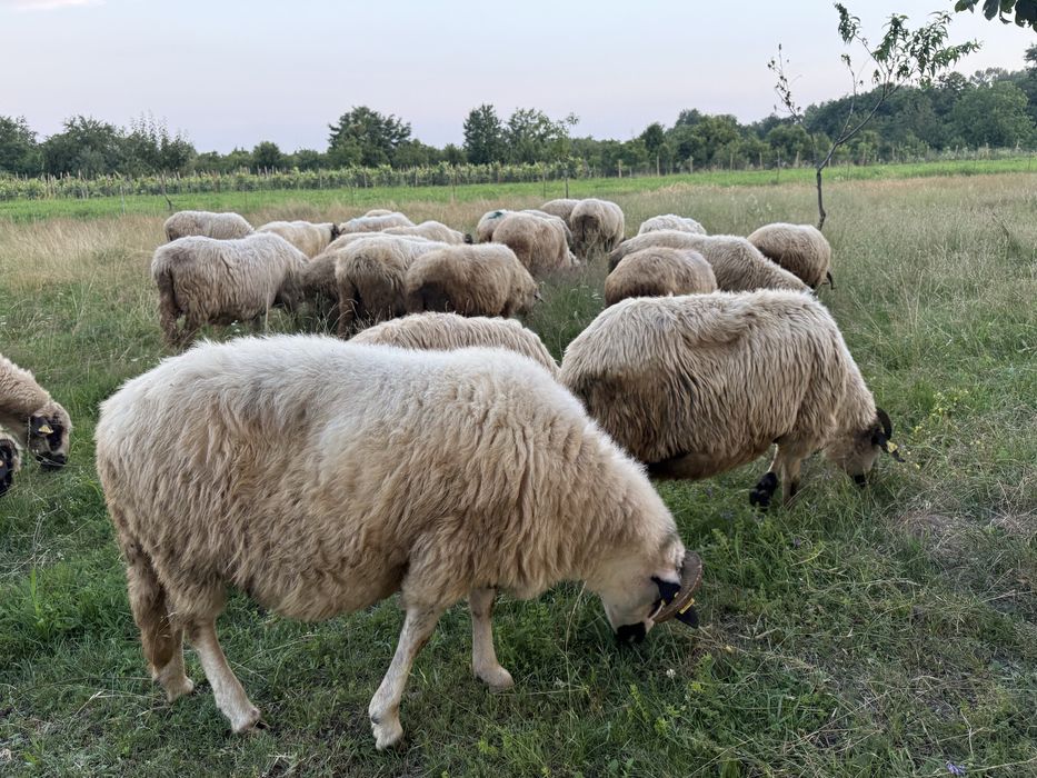 Oi de vanzare Breze