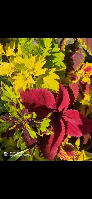 Колеусы вегетативные