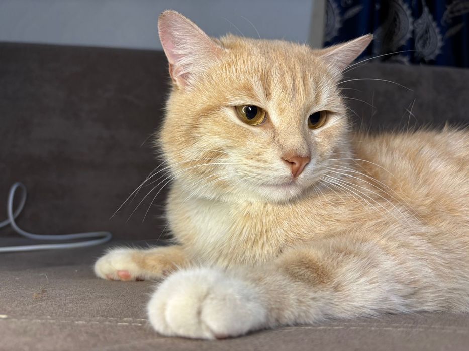 Отдам в добрый руки Котенка