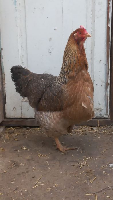 Билфельдер макён сотилади