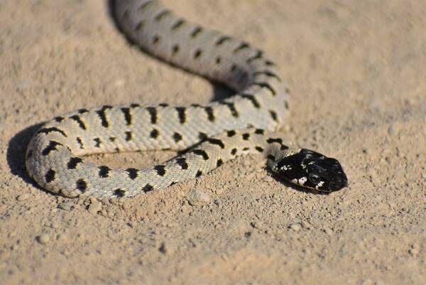 Профессиональная дезинфекция от змей