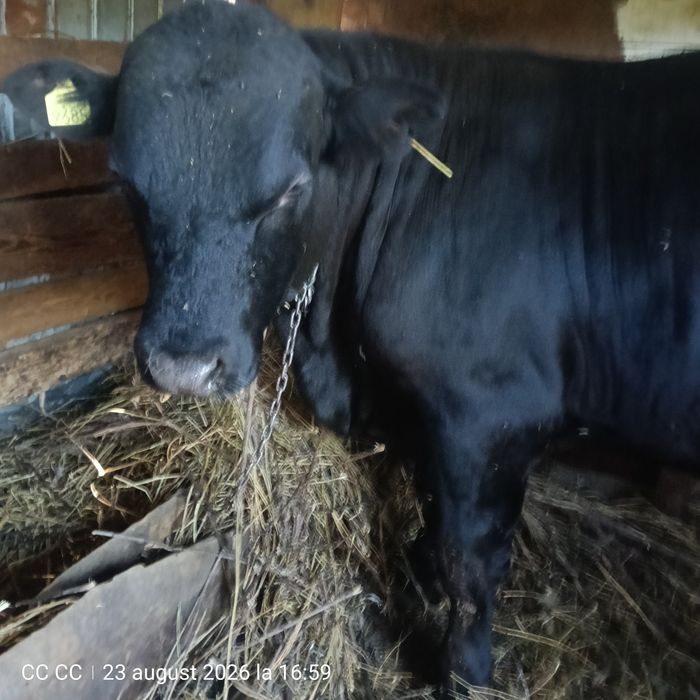 Vând Taur Angus 1