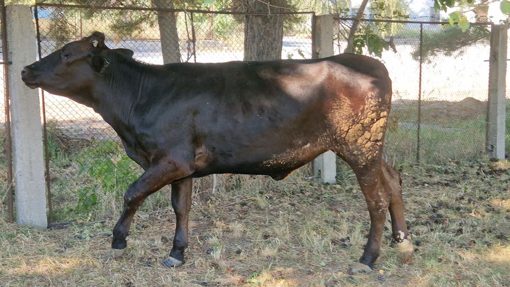 Продам телочку, құнажын