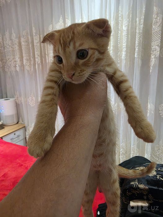 Отдам бесплатно котенок