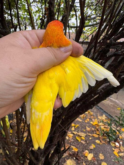 Vând papagal agapornis fischer