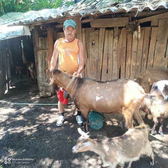 Vânzare iezi capra alpin francez