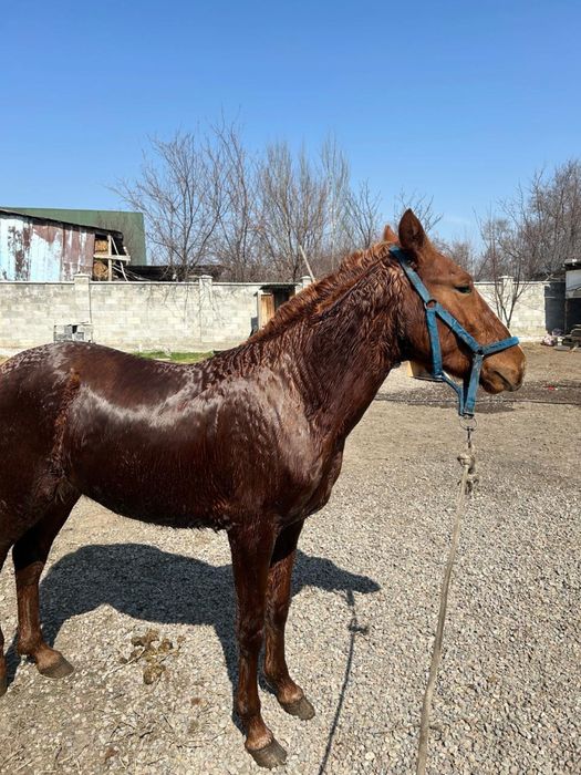 Продам мощного жеребца
